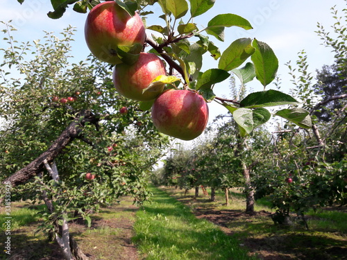apple season in garden