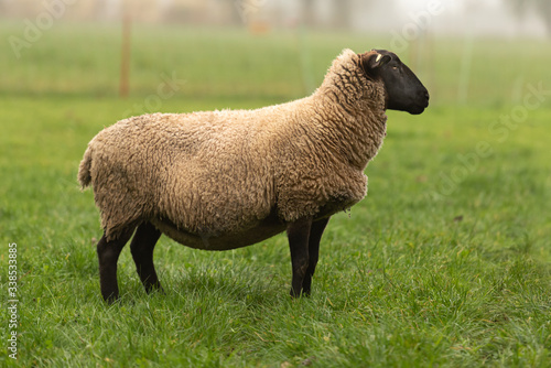  One adult sheep animal stands in autumn on a pasture in side view. photo