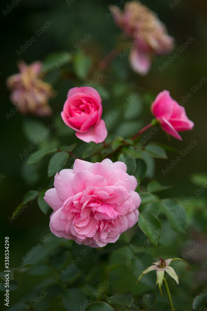 pink rose bush in the garden