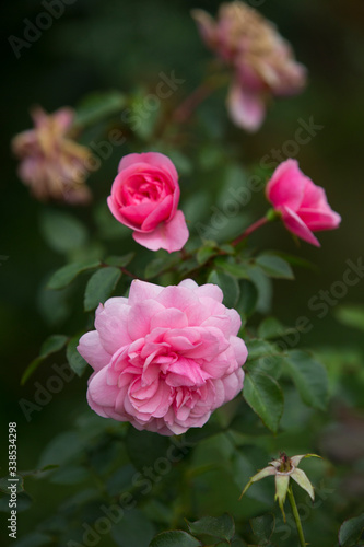 pink rose bush in the garden