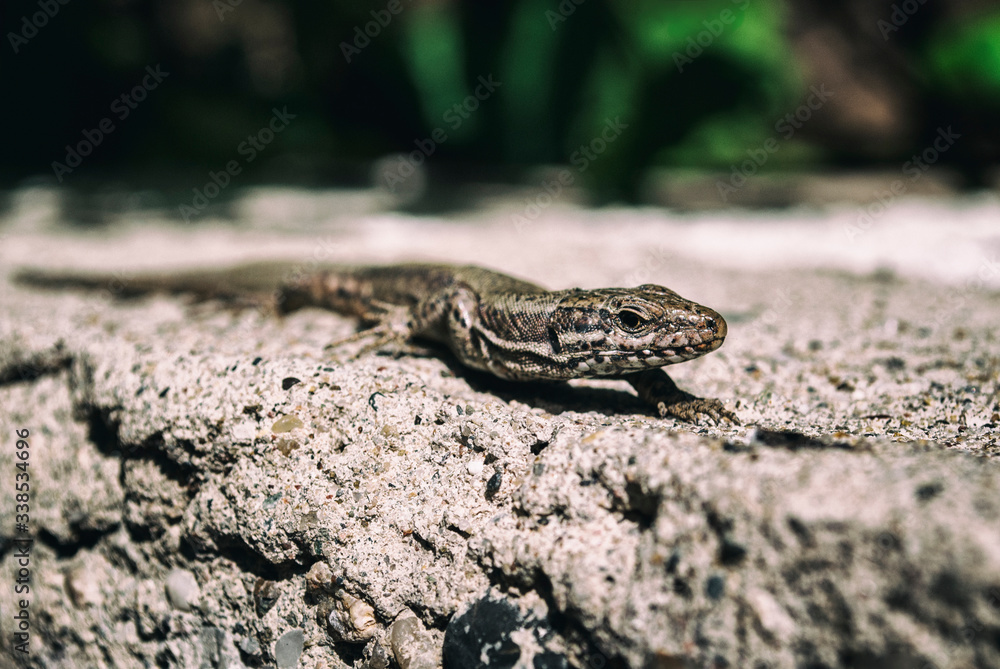 Naklejka premium lizard