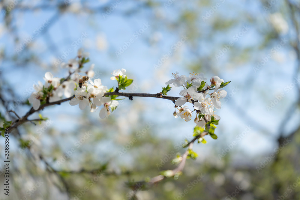 Soft branch with white flowers, spring time