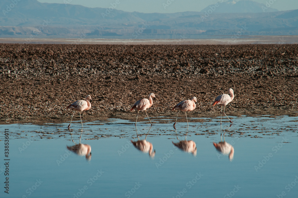 Flamingos alone with their shadows in the Atacama Desert in Chile