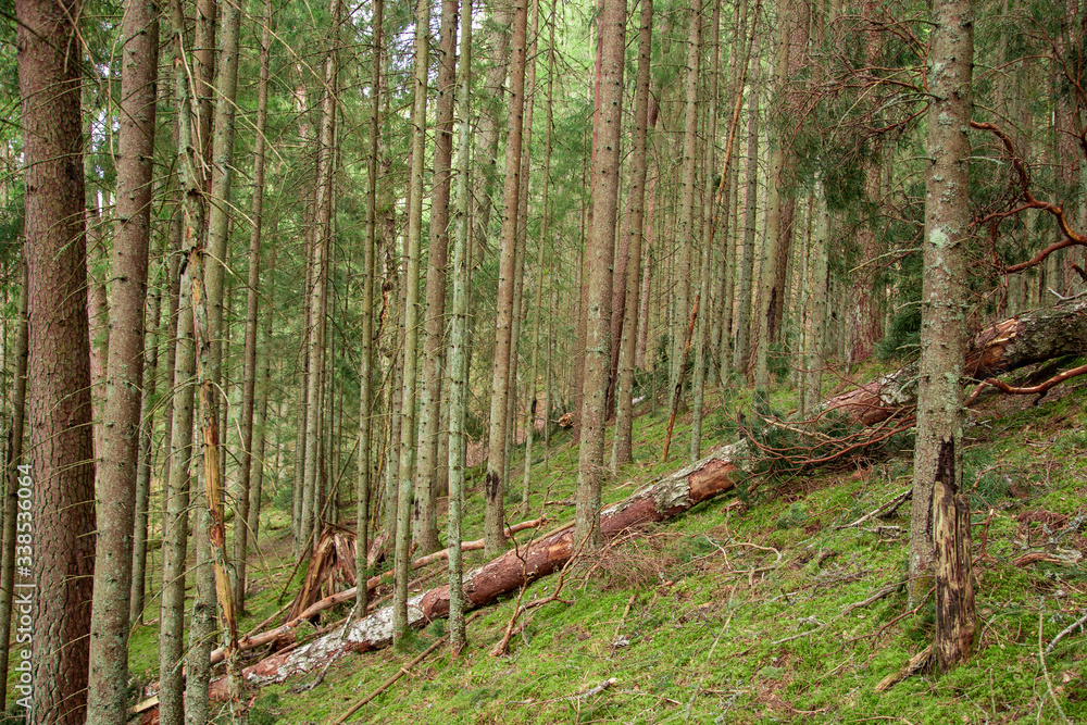 Naklejka premium Slope hill with fir and pine trees in wild forest Eastern Europe