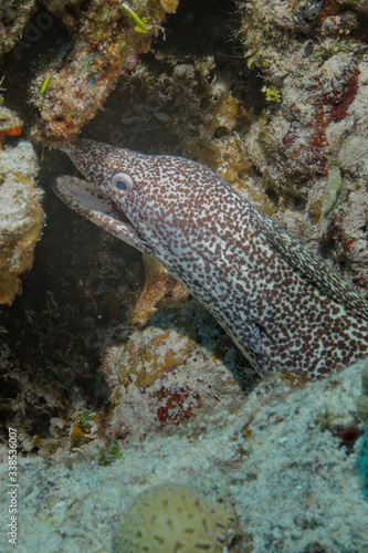 speckled eel