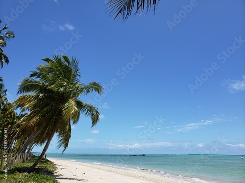 Fototapeta Naklejka Na Ścianę i Meble -  coqueiro palmeira à beira mar no paraíso de águas cristalinas