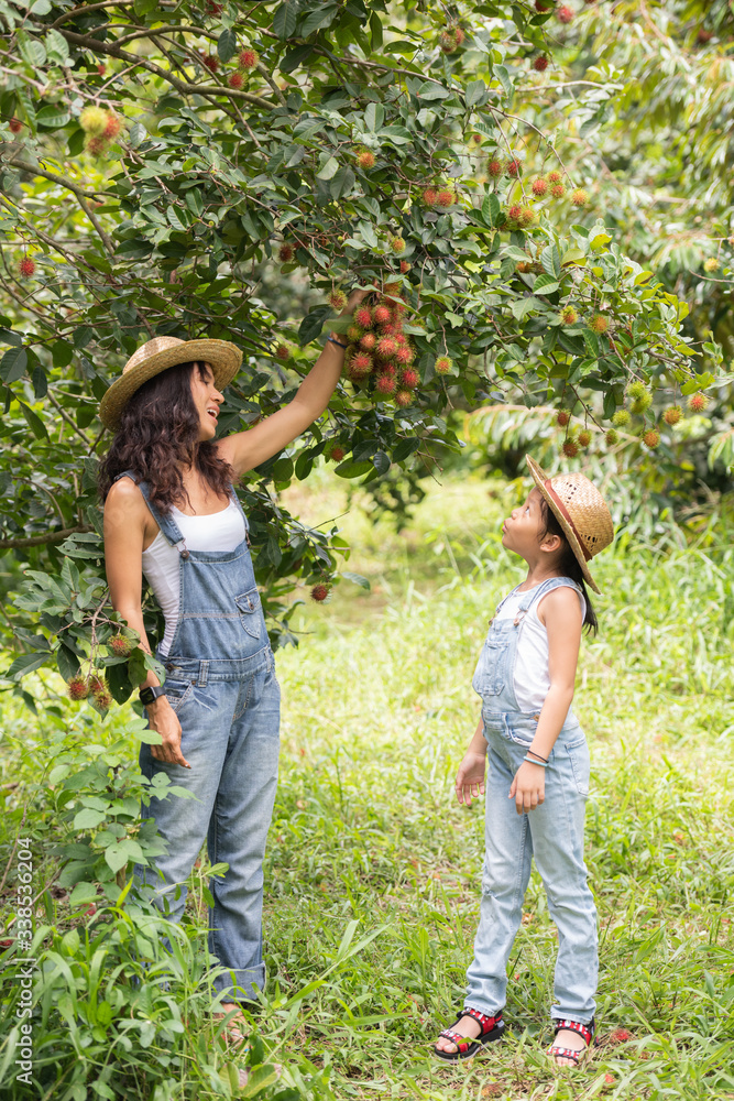 Beauty asia mother and daughter at rambutan agricultural fruit garden. Holiday people travel nature concept. Beauty asia mother and daughter at rambutan agricultural fruit garden. Holiday people travel nature concept.