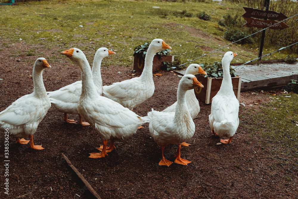 Obraz premium goose on a farm near the lake in the sunlight