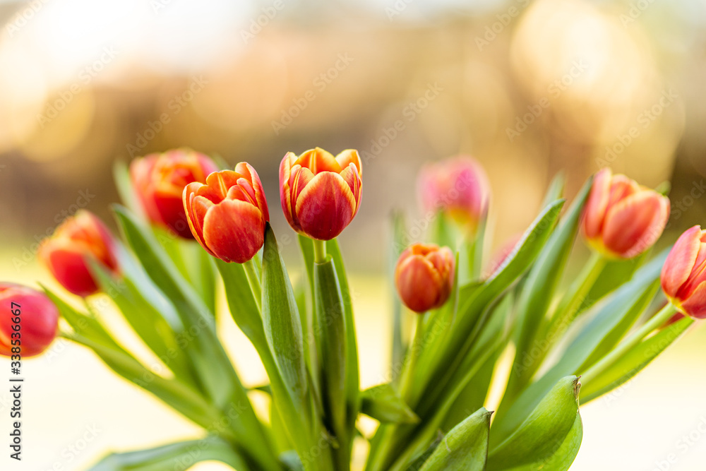 Obraz premium Tulipany
