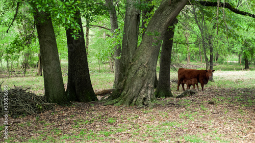 Cow and calf in a wooden pasture in springtime. Red Angus cattle in Oklahoma in spring.