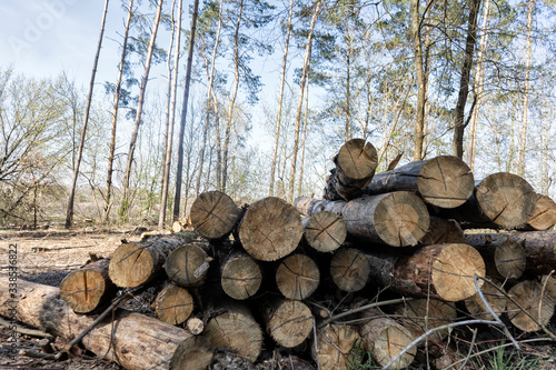 Sawn tree  logging  ecological problem
