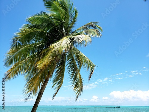 Fototapeta Naklejka Na Ścianę i Meble -  coqueiro, palmeira, praia, natureza, paraíso, férias, paradisíaco, 