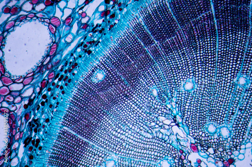 Fotografia Microscopic image of Pine Stem (cross-section)