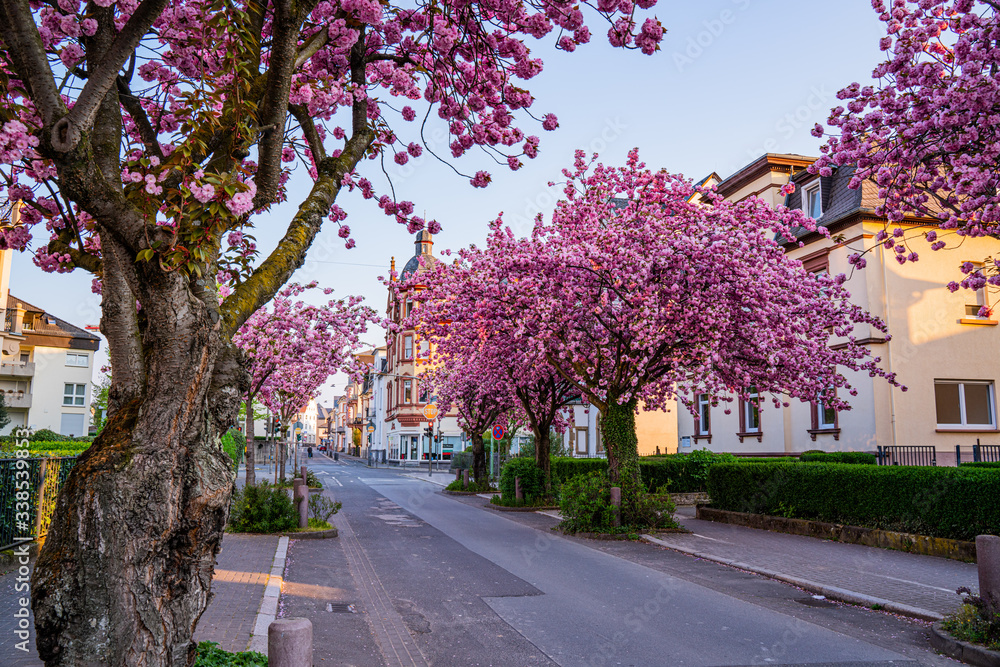 View of the blossom cherries in the German Village 