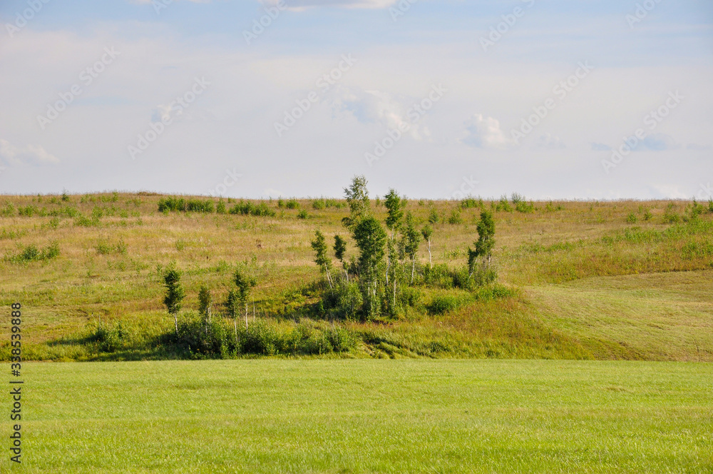 Fototapeta premium Gold meadow with green trees far away and blue sky. Bright summer. Perfect weather. Travelling