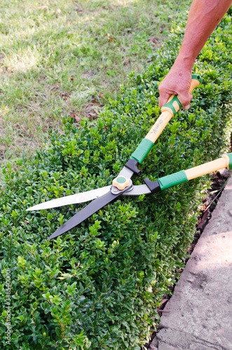 Hands of man cuts branches from boxwood bush with garden pruner. Buxus sempervirens.