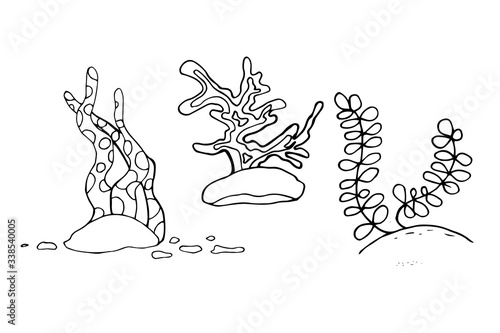 Set of Contour image of seaweed, corals. Simple doodle style vector illustration.