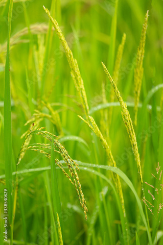 Rice burry field,ripe paddy cereal grain in rural field.