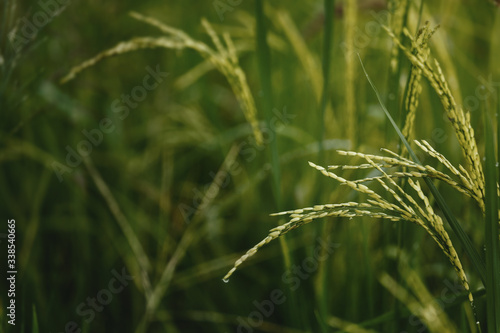 Rice burry field,ripe paddy cereal grain in rural field.