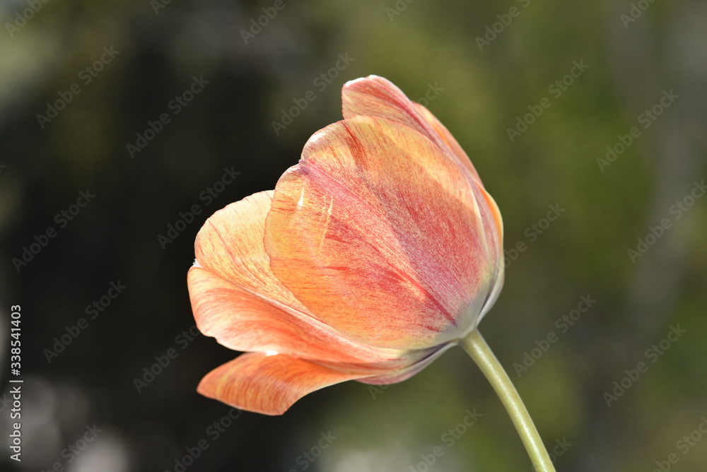 red tulip flower