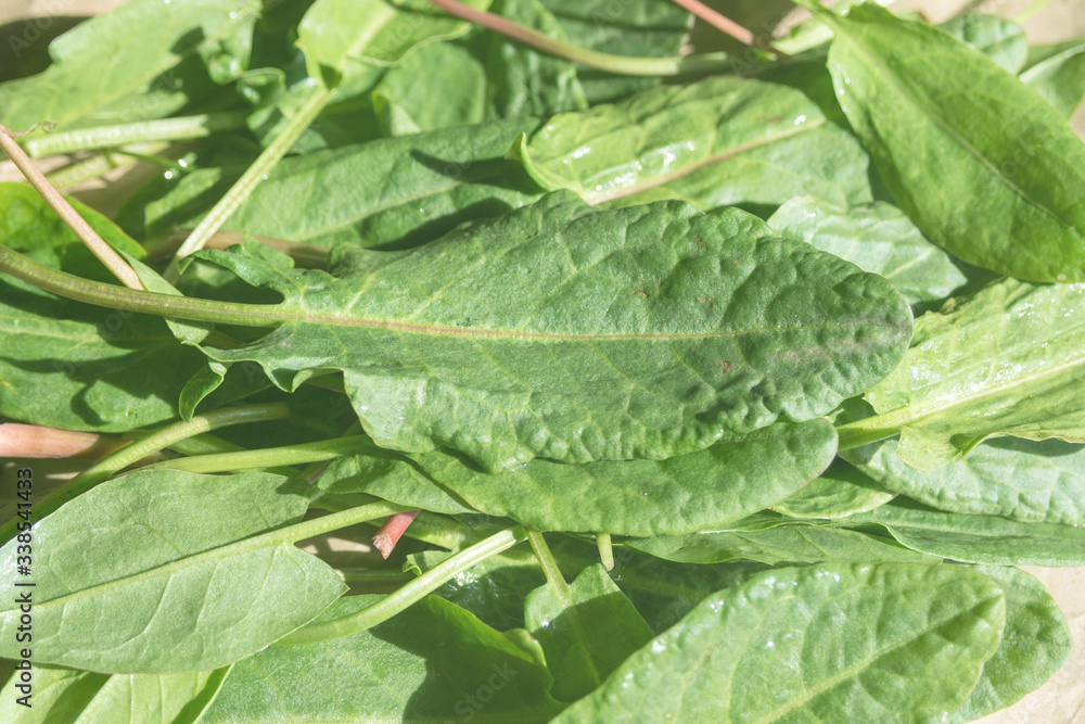 Foto de Young green leaves of sorrel. Useful vegetable culture and medicinal plant Rumex acetosa