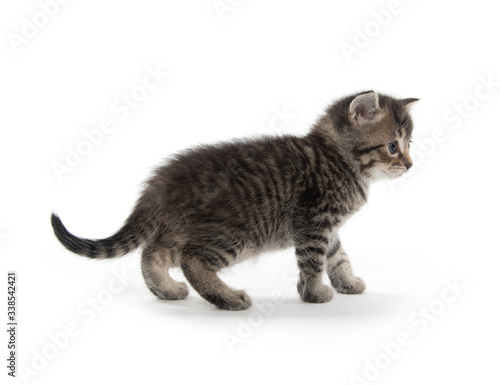 Cute tabby kitten on white