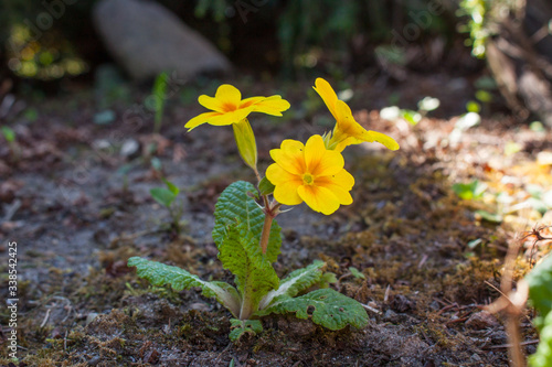 Primose primula vulgaris yellow flower