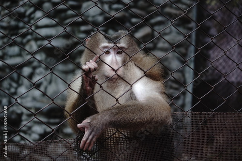 Canvas Print monkey in cage imprisoned in a Zoo looking outside to find freedom from the sad