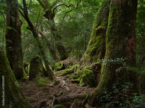 Yakushima, ancient forest, cedar forest, Kagoshima, enchanted forest, osumi island, kyushu, Natural World Heritage Site, sugi