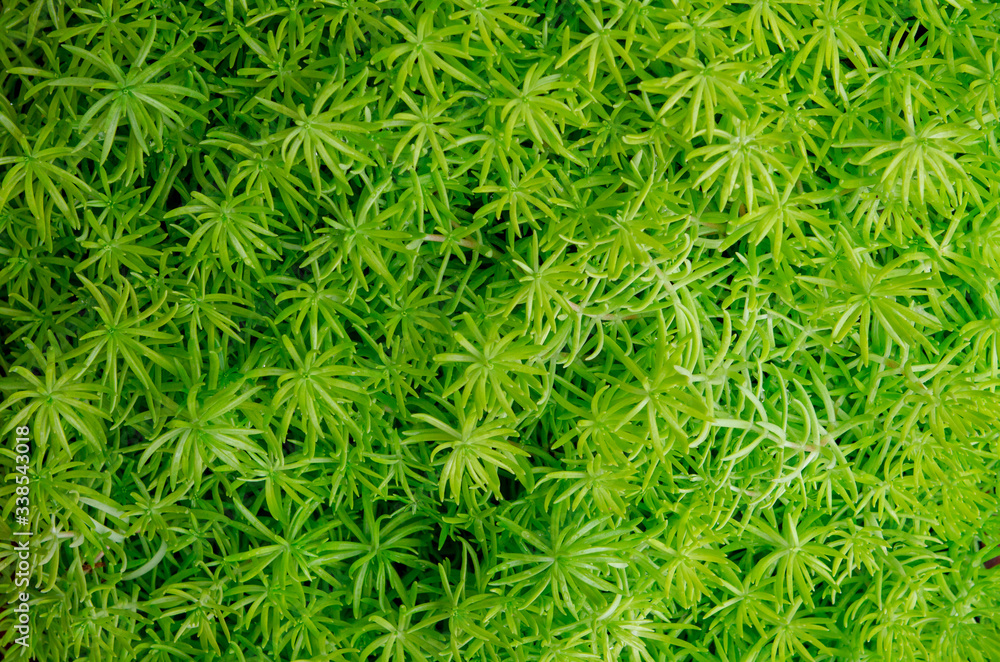 Spring plants and flowers in bloom Spring plants and flowers in bloom