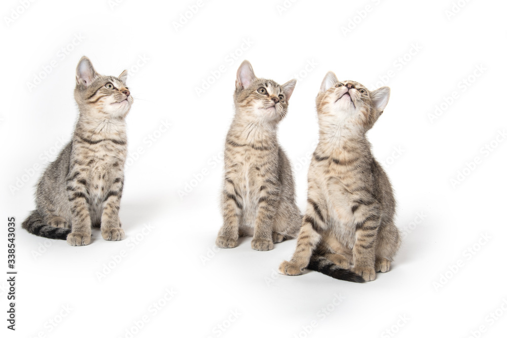 Fototapeta premium Three kittens on white