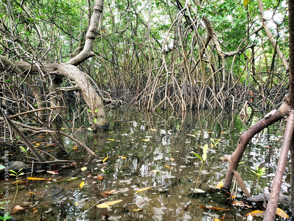 banhado, caranguejo, mangue banhado, caranguejo, mangue