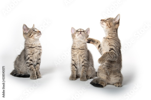 Fototapeta Naklejka Na Ścianę i Meble -  Three kittens on white