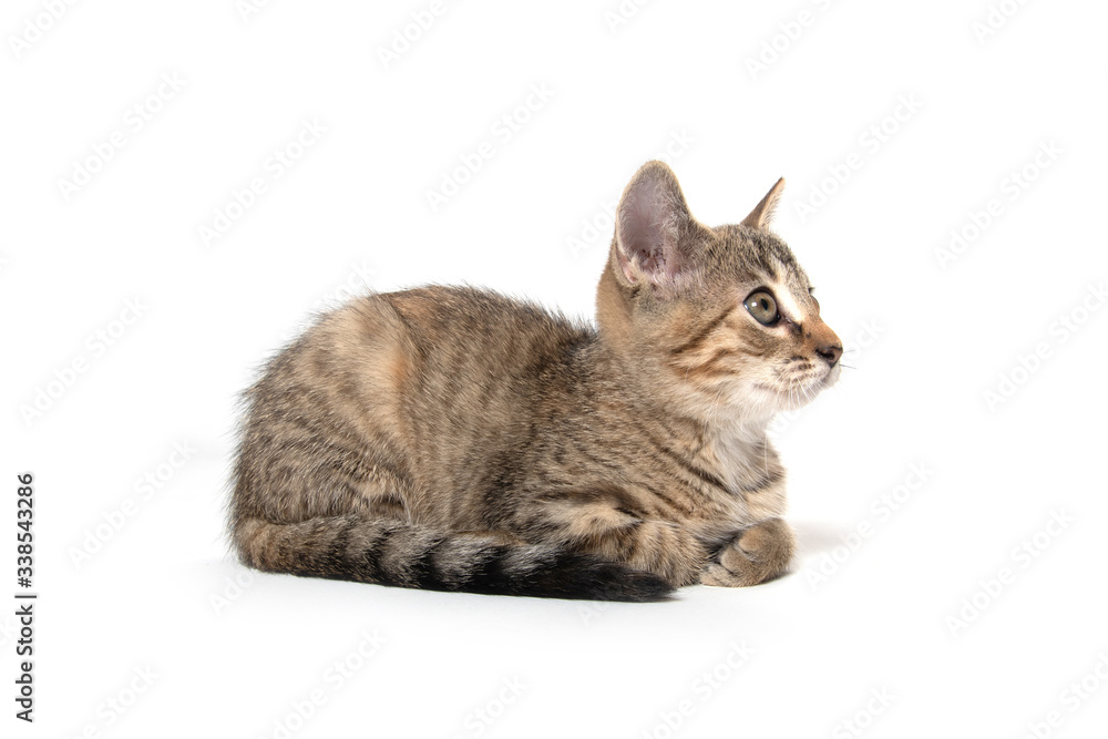 Fototapeta premium Cute tabby kitten on white