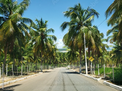 estrada, coqueiros, palmeiras, natureza, caminho, férias, natureza,  © Gilson Mekelburg
