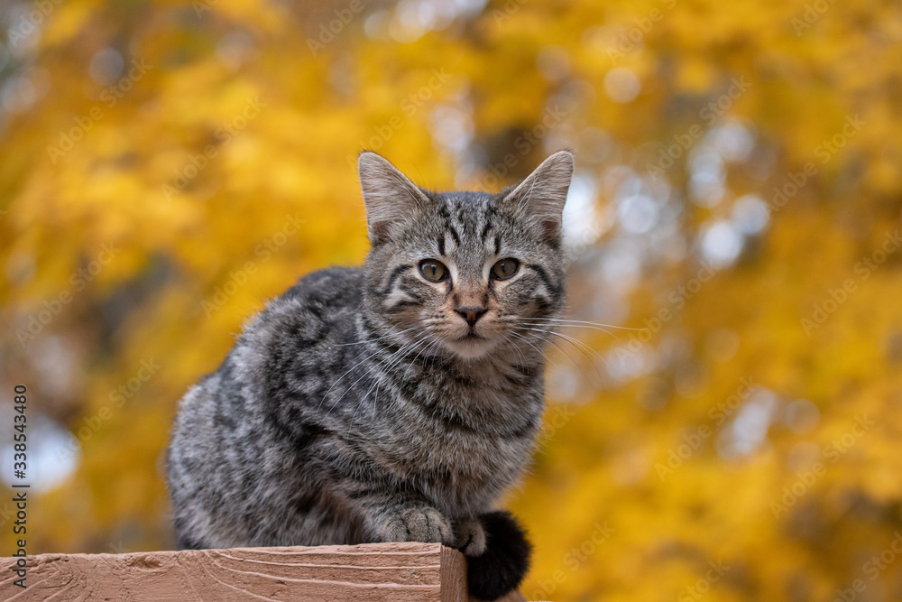 Cute tabby cat with yellow background