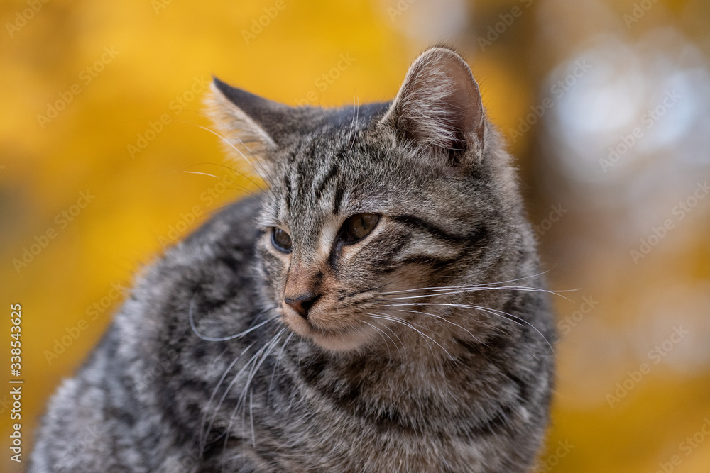 Fototapeta premium Cute tabby cat with yellow background