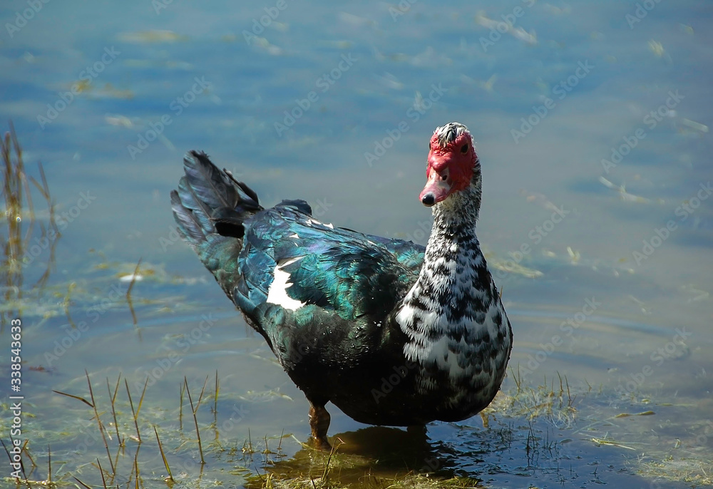 Portrait of Muscovy Duck Black Musk Duck Indoda Barbary Duck with red