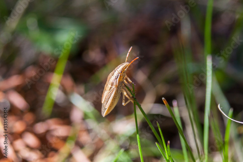 Aelia acuminata, common name Bishop's Mitre - stink bug photo