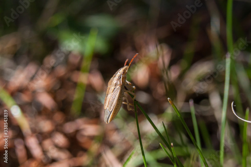 Aelia acuminata, common name Bishop's Mitre - stink bug photo