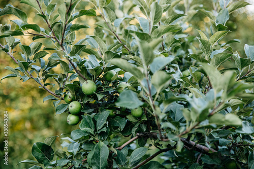 Green Apples in a Tree