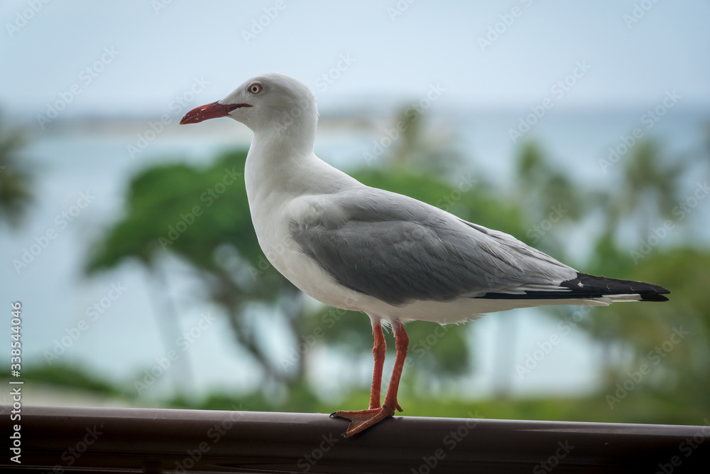 seagull on a balcony. blurred tropical seascapes in the background seagull on a balcony. blurred tropical seascapes in the background