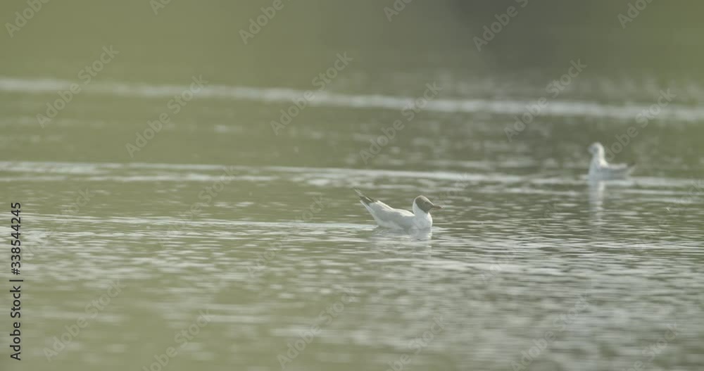Seagulls eating in the water. Seabirds biodiversity of insular ecosystem ecology. Seabirds and island communities, Biodiversity awareness conservation of insular species Seagulls eating in the water. Seabirds biodiversity of insular ecosystem ecology. Seabirds and island communities, Biodiversity awareness conservation of insular species