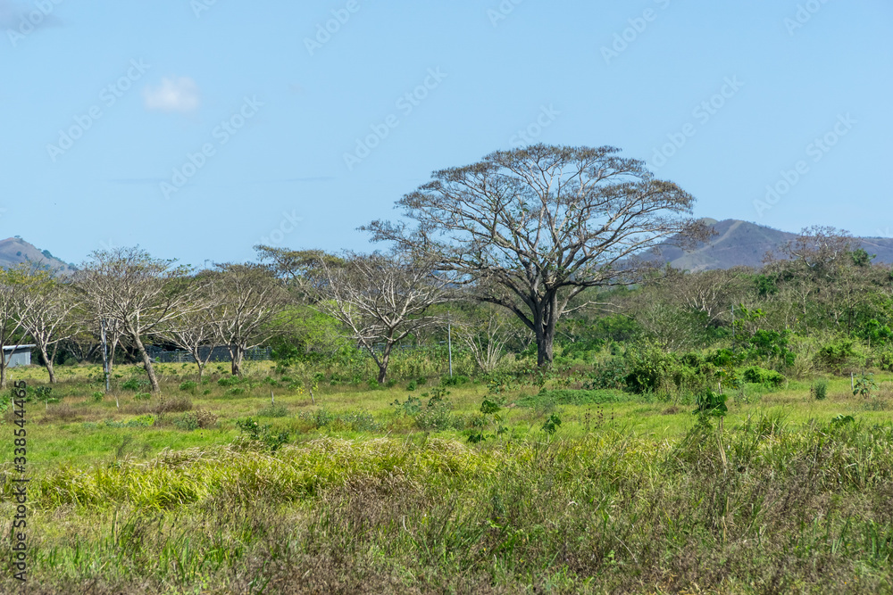 New Caledonian isolated tree without leaf in the bush. floor is green. mountains in the background