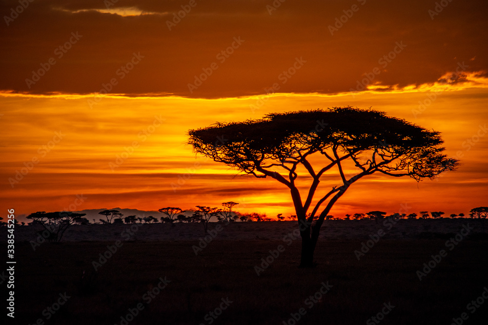 Acacia trees at sunrise on the Serengeti