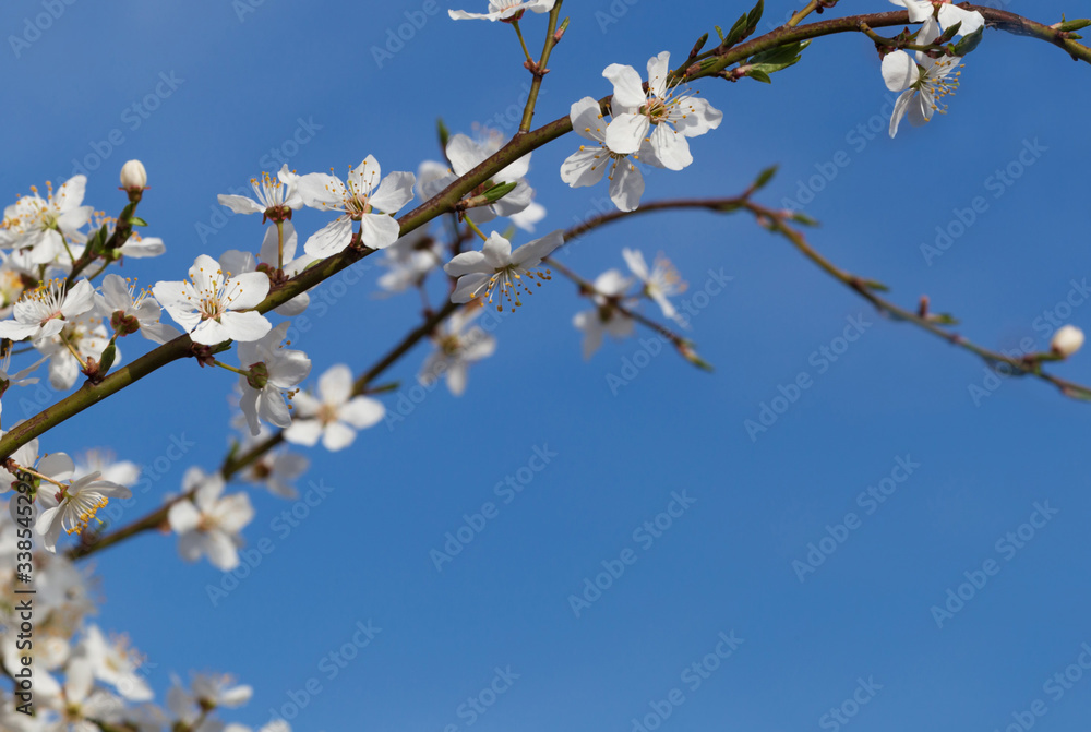 branch of spring tree over blue sky with copyspace branch of spring tree over blue sky with copyspace