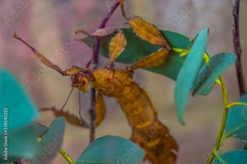 macro clsoeup portrait of a spiny leaf insect, tropical walking stick specie from Australia photo