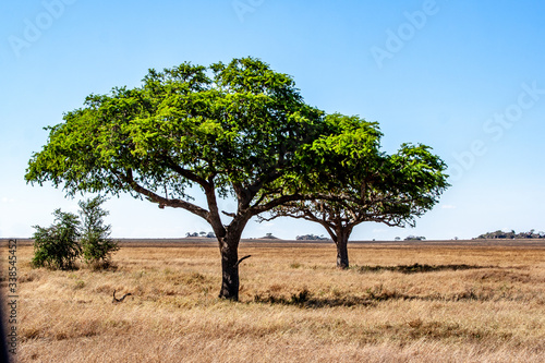 Beautiful green Acacia Trees in the Serengeti with blue sky in background.