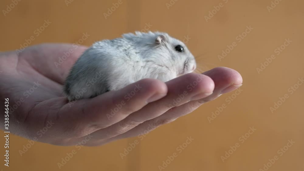 small, fluffy and soapy hamster dzungarik, with dark gray stripes on the back on a brown background, with the texture of gray wood in a stripe close-up, sits on a man's big hand and runs around small, fluffy and soapy hamster dzungarik, with dark gray stripes on the back on a brown background, with the texture of gray wood in a stripe close-up, sits on a man's big hand and runs around