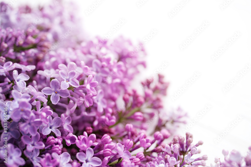 Lilac flowers on white background closeup, soft focus. Floral background Lilac flowers on white background closeup, soft focus. Floral background